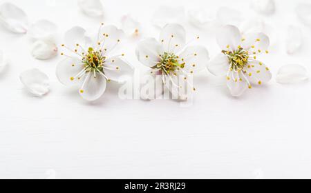 Fiore di ciliegia o prugna con petali su sfondo bianco Foto Stock