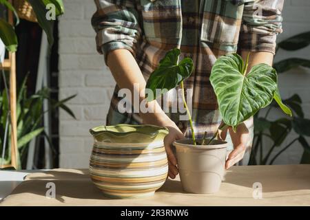 Trapiantando una pianta di casa Philodendron verrucosum in un nuovo vaso più grande in casa interna. Cura per una pianta in vaso, mani clos Foto Stock
