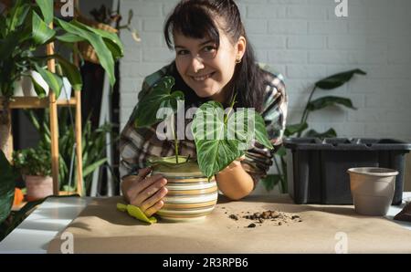 Trapiantando una pianta di casa Philodendron verrucosum in un nuovo vaso più grande in casa interna. Cura per una pianta in vaso, mani clos Foto Stock