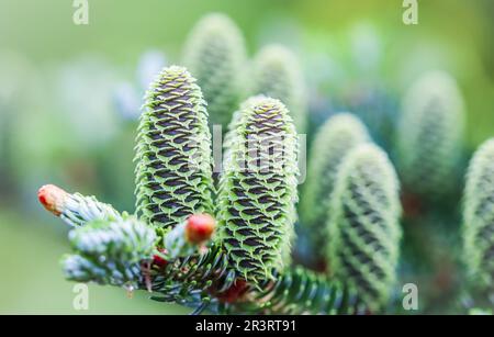 Un ramo di abete coreano con coni e gocce di pioggia su sfondo sfocato Foto Stock