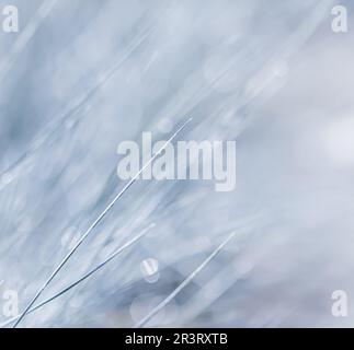 Sfondo bianco blu di erba ornamentale. Messa a fuoco morbida Foto Stock