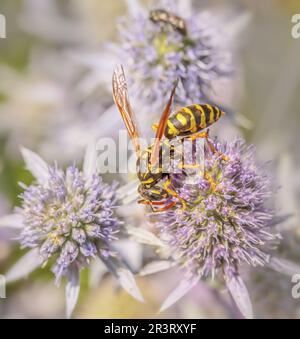 Casa campo wasp 'Polistes dominula' Foto Stock