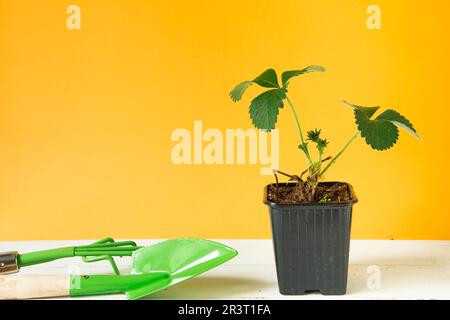 Piantine di fragole in bicchieri neri sul tavolo su fondo giallo e un rastrello con una pala. Preparazione alla piantagione, gr Foto Stock
