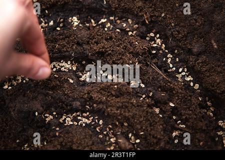 La mano semina semi a terra nel giardino. Primavera piantando di un coltivatore nel terreno. Cibo naturale crescente Foto Stock