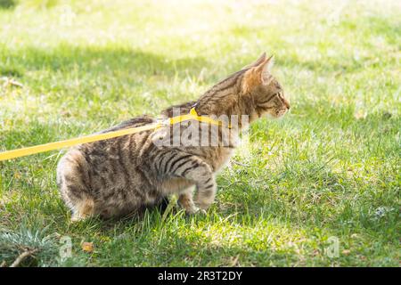 Camminare un gatto domestico su un'imbracatura gialla. Il gatto Tabby ha paura di esterni, si nasconde nell'erba verde, cautamente e curiousl Foto Stock