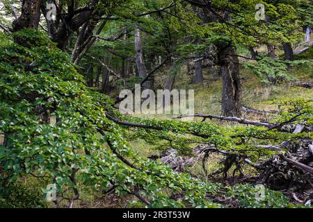 Senda de las Lagunas Madre e Hija, Parque Nacional Los Glaciares, Republica Argentina, Patagonia, cono sur, Sud America. Foto Stock