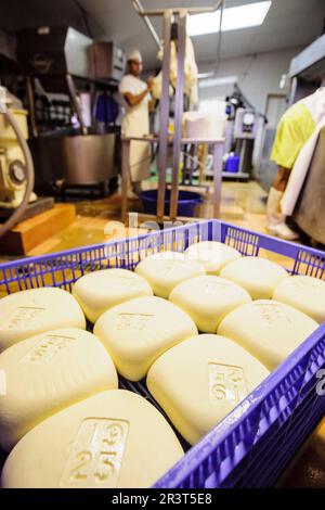 Fatto tutto artigianelmente fabricacion de queso Binigarba - denominacion de origen Mahon artesano- finca Binigarba, Ciutadella, Menorca, Islas Baleares, España, Europa. Foto Stock