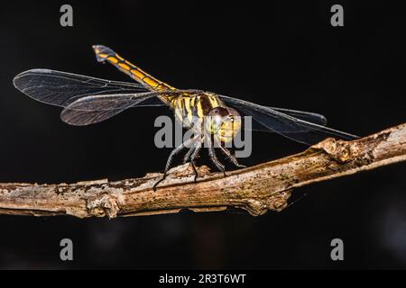 Primo piano di Dragonfly arroccato su un ramo di albero, legno secco e sfondo naturale, fuoco selettivo, macro di insetti, insetti colorati in Thailandia. Foto Stock