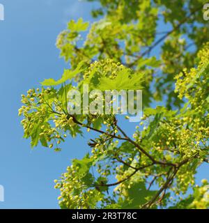 Infiorescenza e foglie di acero norvegese, Acer platanoides in primavera Foto Stock