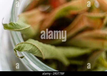 Foglie secche di Aloysia citrodora, verbena al limone. Foto Stock