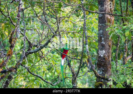 quetzal (Pharomachrus mocinno), San Gerardo de Dota, fauna selvatica e birdwatching in Costa Rica. Foto Stock