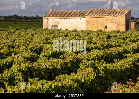 Filari di vigneti e case portautensili, Santa Maria del Cami, Maiorca, Isole Baleari, Spagna. Foto Stock