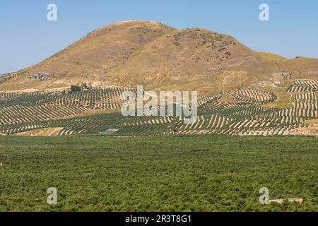 Olivares de la loma de Ubeda, Jaen, Andalusia, Spagna, Europa. Foto Stock