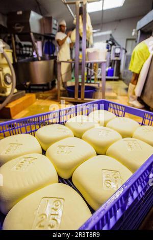 Fatto tutto artigianelmente fabricacion de queso Binigarba - denominacion de origen Mahon artesano- finca Binigarba, Ciutadella, Menorca, Islas Baleares, España, Europa. Foto Stock