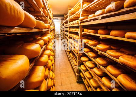 Fabricacion artesanall de queso Binibeca de Jaume Pons - denominacion de origen Mahon artesano- finca Alcaiduset, Alaior Menorca, Islas Baleares, España, Europa. Foto Stock