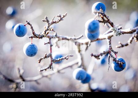 Bacche di spina nera, Sierra de Sevil, Sobrarbe, Provincia di Huesca, Comunità autonoma di Aragona, Pirenei, Spagna, europa. Foto Stock