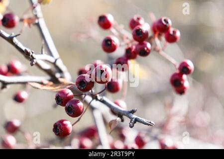 Bacche di spina nera, Sierra de Sevil, Sobrarbe, Provincia di Huesca, Comunità autonoma di Aragona, Pirenei, Spagna, europa. Foto Stock