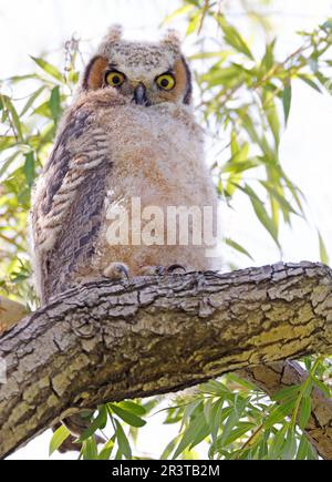 Cuccioli di gufo corno arroccato su un ramo di albero nella foresta, Quebec, Canada Foto Stock