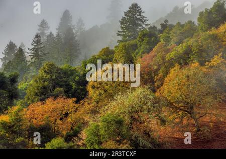 Lifting Fog, Acorn Ranch, Yorkville, Mendocino County, California Foto Stock