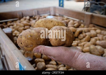 La produzione di patate Foto Stock