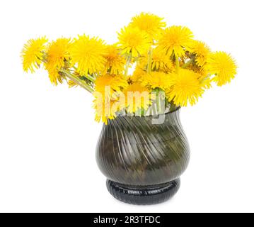 Dente di leone fiori in vaso di vetro Foto Stock