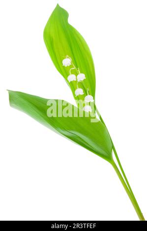 Fiori bianchi gigli della valle Foto Stock