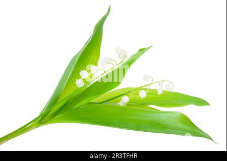 Fiori bianchi gigli della valle Foto Stock