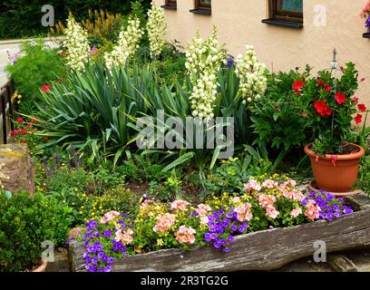 Yucca fioritura nel giardino, yucca (Yucca), Yucca Foto Stock