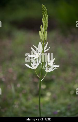 Giglio di erba (Anthericum liliago), Emsland, bassa Sassonia, Germania Foto Stock