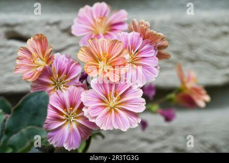 Bitterroot (Lewisia cotiledone), Emsland, Bassa Sassonia, Germania Foto Stock