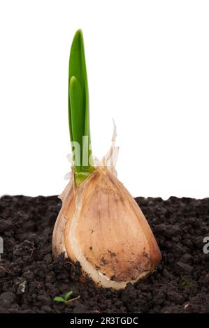 Germogliare l'aglio nel terreno Foto Stock
