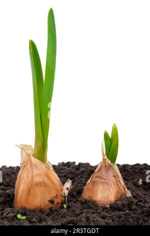 Germogliare l'aglio nel terreno Foto Stock