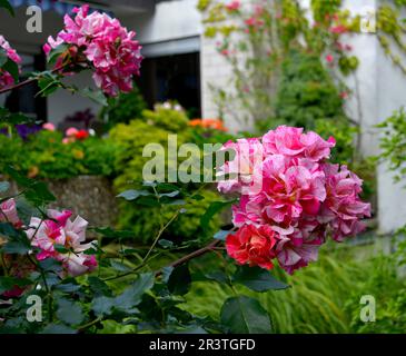 Rosa multicolore fioritura in giardino Foto Stock