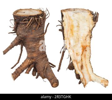 Pianta medicinale: Radice Angelica Foto Stock