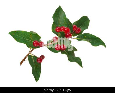 Pianta Tartarian Honeysuckle (Lonicera tatarica) con bacche rosse Foto Stock