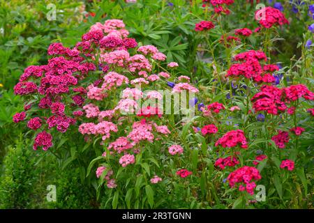 Vari garofani bearded fiorendo nel giardino Foto Stock