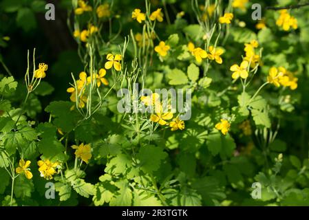 Chelidonium majus, maggiore celandina fiori gialli primo piano selettivo fuoco Foto Stock