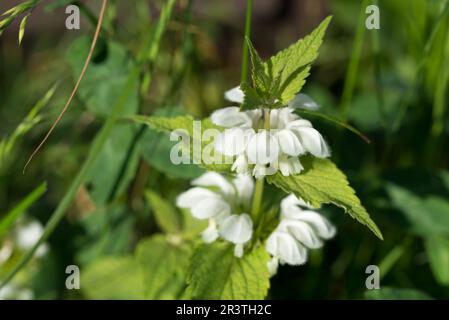 Lamium album, fiori di ortica bianco primo piano selettivo Foto Stock