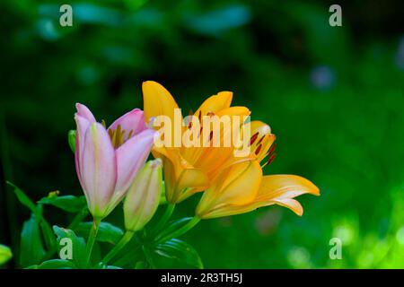 Vari gigli in fiore nel giardino Foto Stock