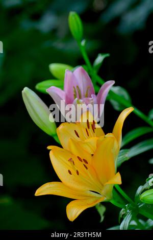 Vari gigli in fiore nel giardino Foto Stock