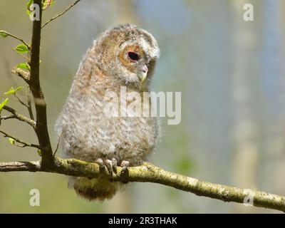 Tawny gufo (Strix aluco) giovane uccello di 4 settimane, non ancora in grado di volare, branchling, Siegerland, Renania settentrionale-Vestfalia, Germania Foto Stock