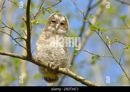 Tawny gufo (Strix aluco) giovane uccello di 4 settimane, non ancora in grado di volare, branchling, Siegerland, Renania settentrionale-Vestfalia, Germania Foto Stock
