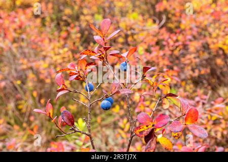 Mirtilli maturi nella foresta con colori autunnali in Svezia Foto Stock