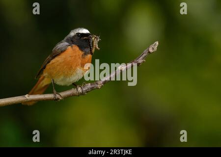 Red start con larve Foto Stock