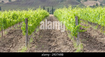 Valle Orcia, Italia. Cortile toscano durante la stagione primaverile Foto Stock