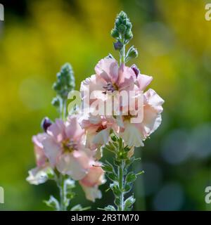 (Matthiola incana) fiorendo in un giardino inglese Foto Stock