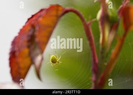 Ragno verde cetriolo (Araniella cucurbitina) con rete su foglia di rosa, Assia, Germania Foto Stock