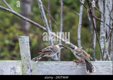 Galapagos mockingbird (Nesomimus parvulus) da mangiare a un pulcino che soffre di varicella, isola di Santa Cruz, Galapagos, Ecuador, patrimonio dell'umanità dell'UNESCO Foto Stock