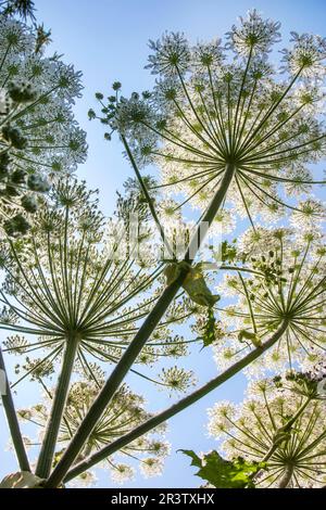 L'erba gigante, il mantegazzianum di Heracleum, l'erbaccia di Hercules Foto Stock