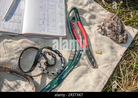 Gufo, uccello che suona, pulcino (noctua di Athena) Foto Stock